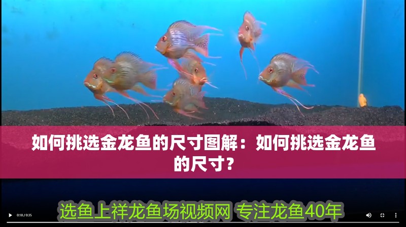如何挑選金龍魚的尺寸圖解：如何挑選金龍魚的尺寸？