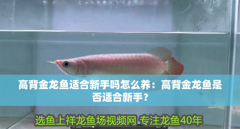 高背金龍魚適合新手嗎怎么養：高背金龍魚是否適合新手？