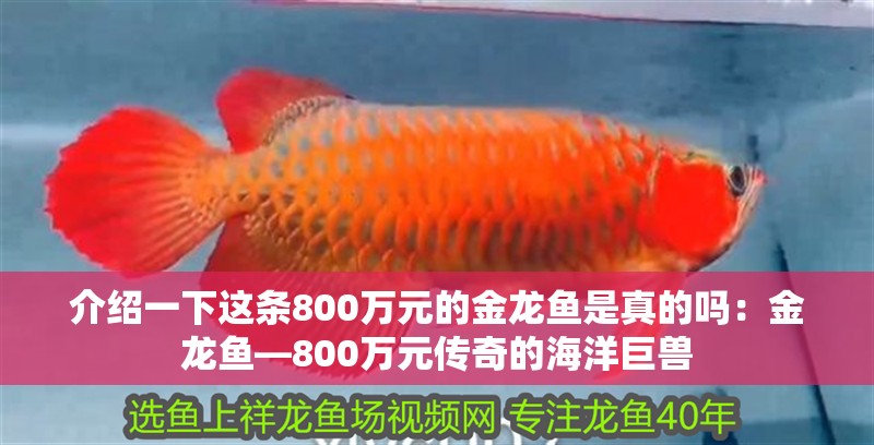 介紹一下這條800萬元的金龍魚是真的嗎：金龍魚—800萬元傳奇的海洋巨獸