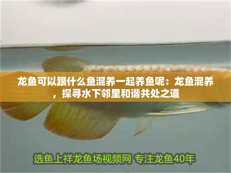 龍魚可以跟什么魚混養一起養魚呢：龍魚混養，探尋水下鄰里和諧共處之道