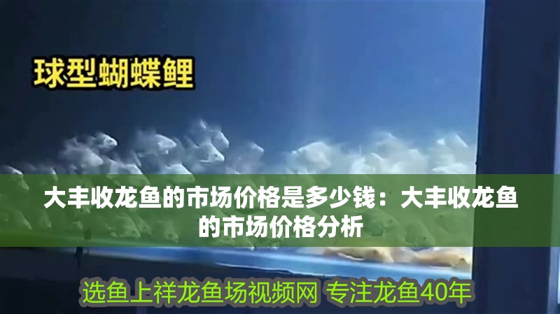 給大魚缸換水的作文:體驗(yàn)給大魚缸換水的樂趣:體驗(yàn)給大魚缸換水:給大魚缸換水的作文 大豐收龍魚的市場價(jià)格是多少錢:大豐收龍魚的市場價(jià)格分析 水族問答 大豐收龍魚的市場價(jià)格是多少錢:大豐收龍魚的市場價(jià)格分析 大豐收龍魚的市場價(jià)格是多少錢:大豐收龍魚的市場價(jià)格分析 水族問答
