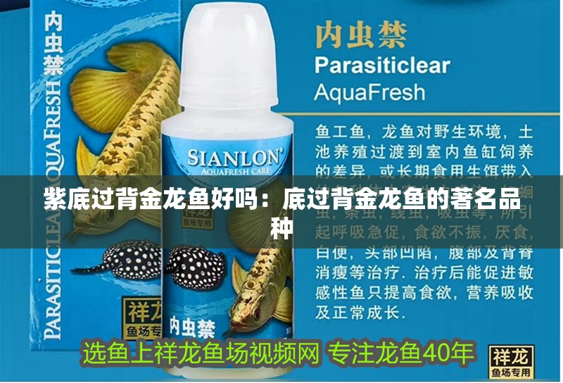 紫底過背金龍魚好嗎：底過背金龍魚的著名品種