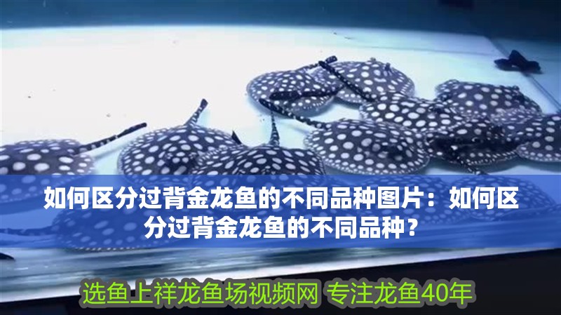 如何區(qū)分過背金龍魚的不同品種圖片：如何區(qū)分過背金龍魚的不同品種？