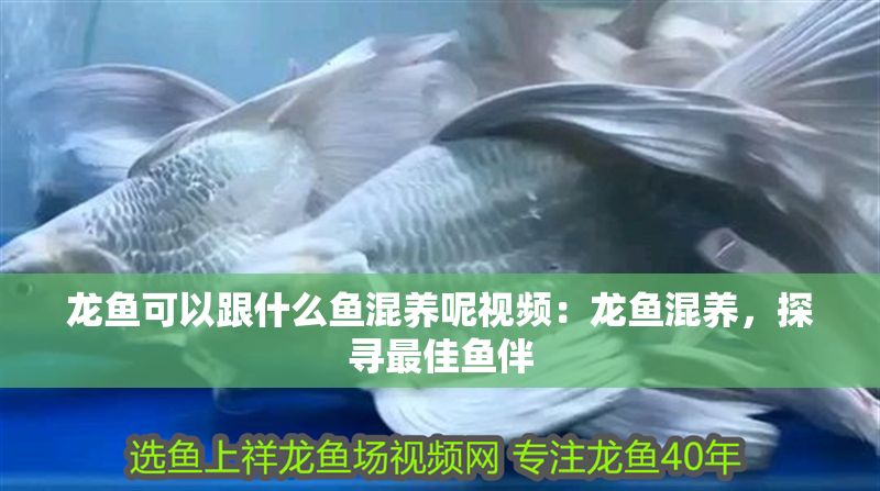 龍魚可以跟什么魚混養呢視頻：龍魚混養，探尋最佳魚伴