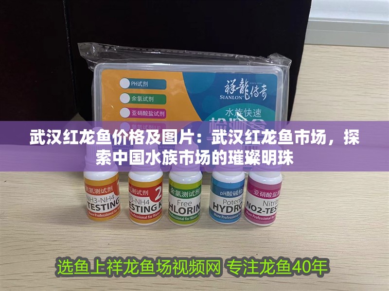 武漢紅龍魚價格及圖片：武漢紅龍魚市場，探索中國水族市場的璀璨明珠