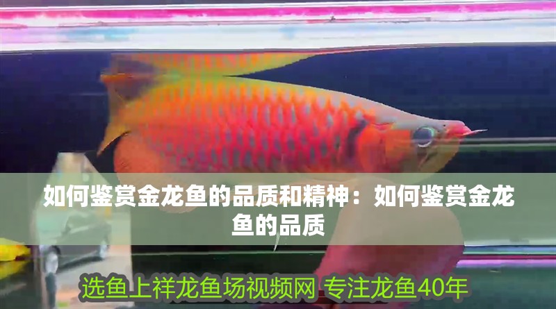 如何鑒賞金龍魚的品質和精神：如何鑒賞金龍魚的品質
