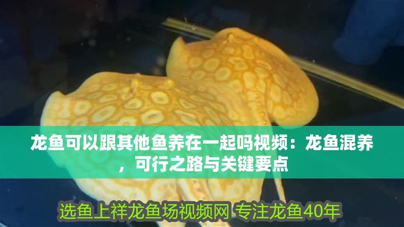 龍魚可以跟其他魚養(yǎng)在一起嗎視頻：龍魚混養(yǎng)，可行之路與關(guān)鍵要點