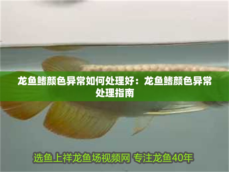 龍魚鰭顏色異常如何處理好：龍魚鰭顏色異常處理指南