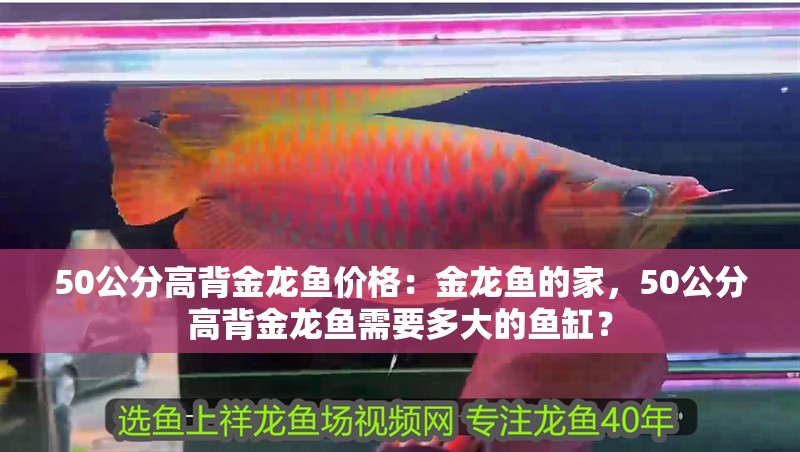 50公分高背金龍魚價格：金龍魚的家，50公分高背金龍魚需要多大的魚缸？