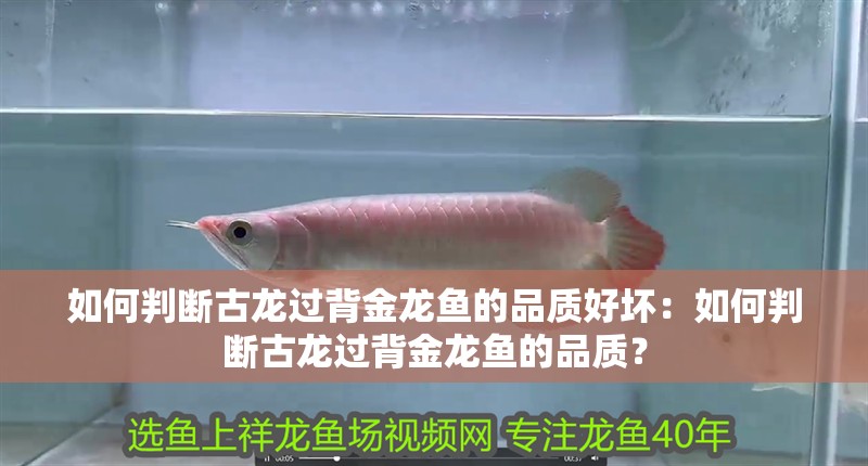 如何判斷古龍過背金龍魚的品質好壞：如何判斷古龍過背金龍魚的品質？