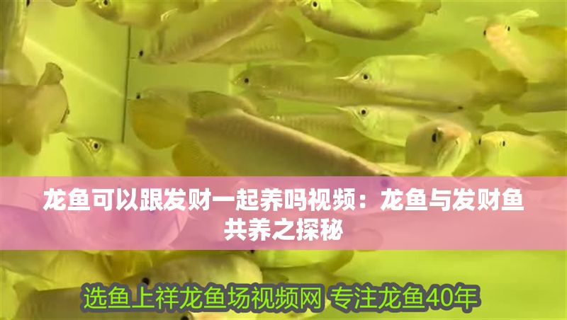 森森hqb一2500水泵使用視頻(森森水泵jdp10000) 錦鯉魚百科 第1張 森森hqb一2500水泵使用視頻(森森水泵jdp10000) 森森hqb一2500水泵使用視頻(森森水泵jdp10000) 錦鯉魚百科 第1張