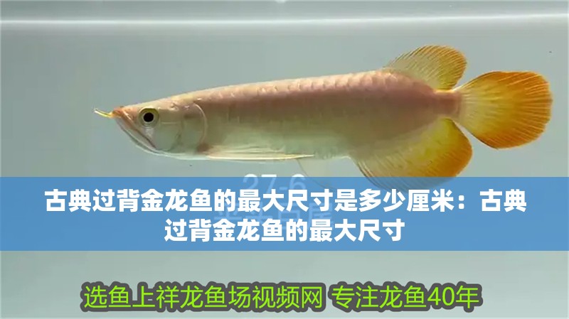 古典過背金龍魚的最大尺寸是多少厘米：古典過背金龍魚的最大尺寸