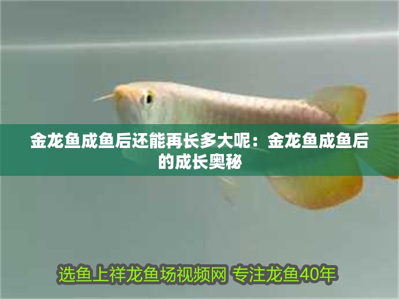 金龍魚成魚后還能再長多大呢：金龍魚成魚后的成長奧秘