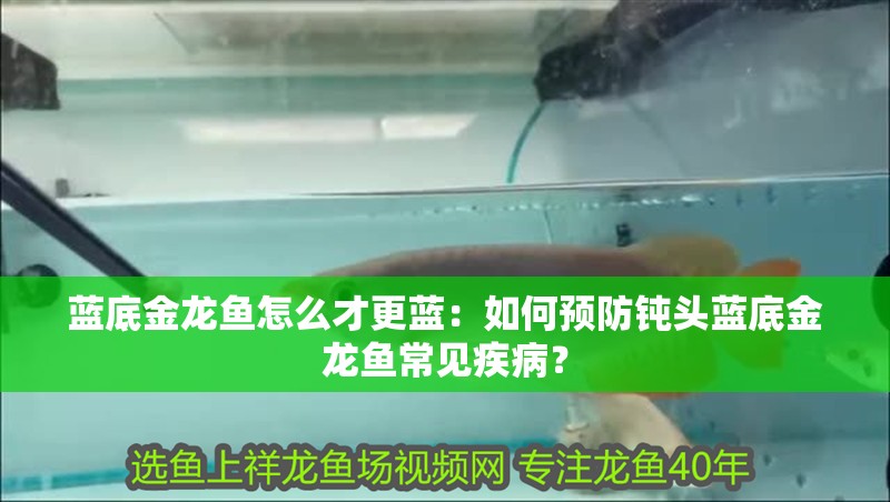 藍(lán)底金龍魚怎么才更藍(lán)：如何預(yù)防鈍頭藍(lán)底金龍魚常見疾病？
