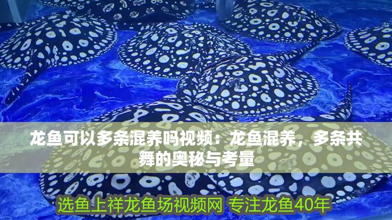 龍魚可以多條混養(yǎng)嗎視頻：龍魚混養(yǎng)，多條共舞的奧秘與考量