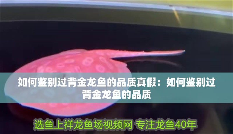 如何鑒別過背金龍魚的品質真假：如何鑒別過背金龍魚的品質