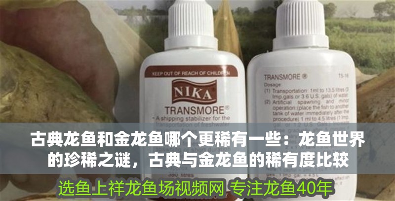 古典龍魚和金龍魚哪個更稀有一些：龍魚世界的珍稀之謎，古典與金龍魚的稀有度比較