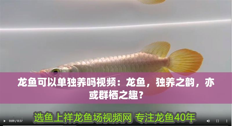 龍魚可以單獨養嗎視頻：龍魚，獨養之韻，亦或群棲之趣？