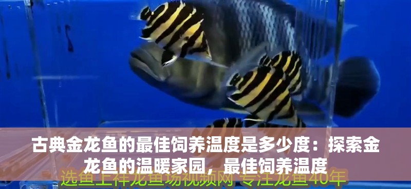 古典金龍魚的最佳飼養(yǎng)溫度是多少度：探索金龍魚的溫暖家園，最佳飼養(yǎng)溫度 古典金龍魚的最佳飼養(yǎng)溫度是多少度：探索金龍魚的溫暖家園，最佳飼養(yǎng)溫度 水族問答 第1張