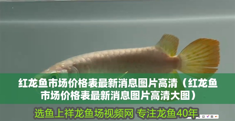 魚缸用增氧泵價格是多少:魚缸增氧機-xtrac增氧機-xtrac增氧機 紅龍魚市場價格表最新消息圖片高清(紅龍魚市場價格表最新消息圖片高清大圖) 龍魚百科 紅龍魚市場價格表最新消息圖片高清(紅龍魚市場價格表最新消息圖片高清大圖) 紅龍魚市場價格表最新消息圖片高清(紅龍魚市場價格表最新消息圖片高清大圖) 龍魚百科