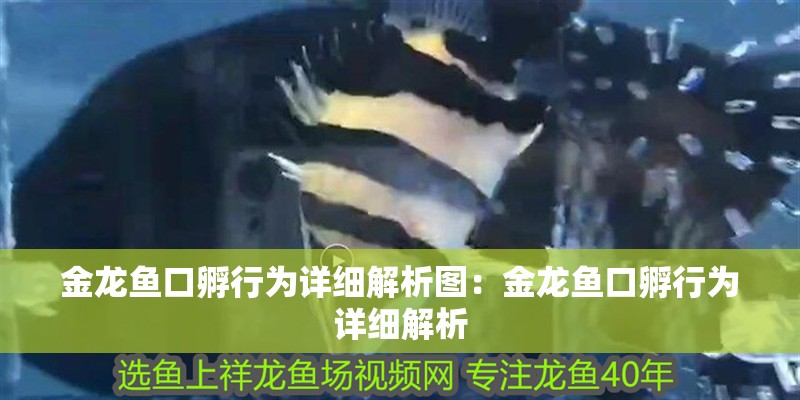 金龍魚口孵行為詳細解析圖：金龍魚口孵行為詳細解析