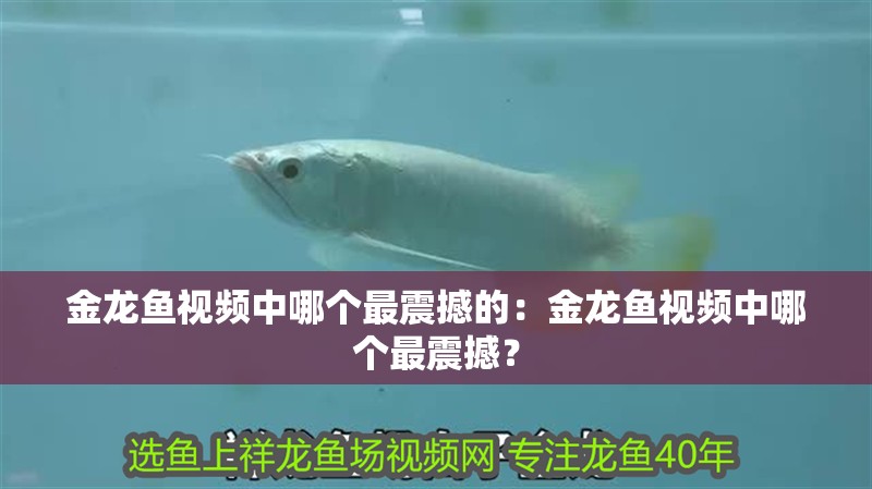 金龍魚視頻中哪個最震撼的：金龍魚視頻中哪個最震撼？