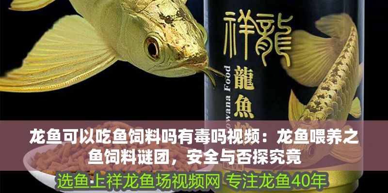 龍魚可以吃魚飼料嗎有毒嗎視頻：龍魚喂養之魚飼料謎團，安全與否探究竟