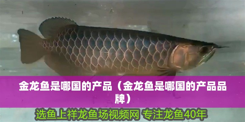 金龍魚是哪國的產(chǎn)品（金龍魚是哪國的產(chǎn)品品牌）