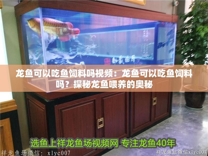 龍魚可以吃魚飼料嗎視頻：龍魚可以吃魚飼料嗎？探秘龍魚喂養的奧秘