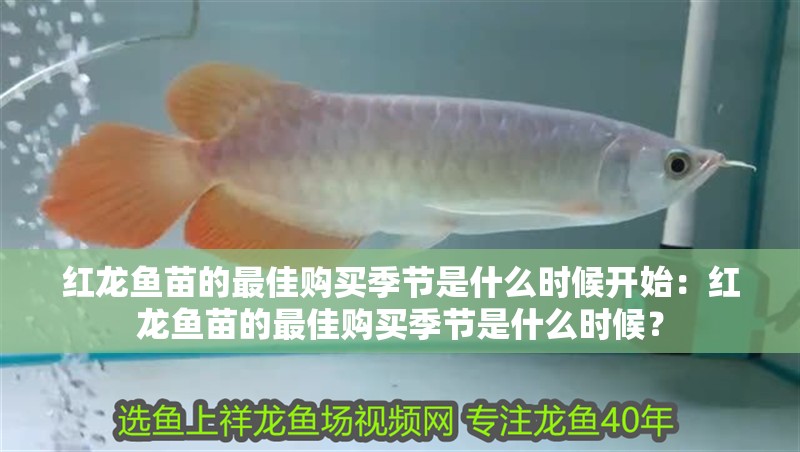 紅龍魚苗的最佳購買季節是什么時候開始：紅龍魚苗的最佳購買季節是什么時候？