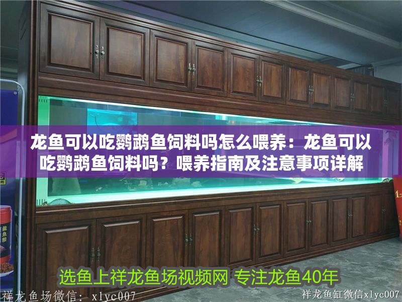 龍魚可以吃鸚鵡魚飼料嗎怎么喂養(yǎng)：龍魚可以吃鸚鵡魚飼料嗎？喂養(yǎng)指南及注意事項詳解