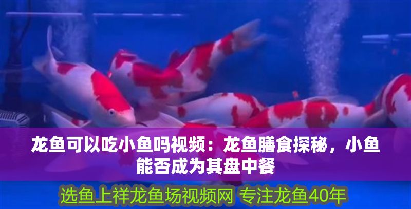 龍魚可以吃小魚嗎視頻：龍魚膳食探秘，小魚能否成為其盤中餐