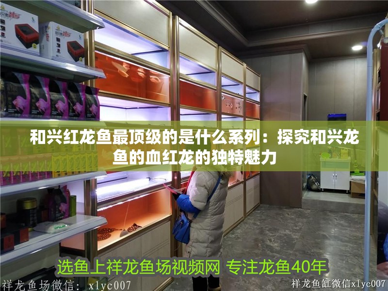 和興紅龍魚最頂級的是什么系列：探究和興龍魚的血紅龍的獨(dú)特魅力