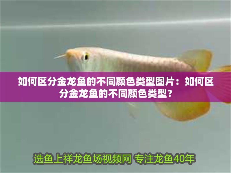 如何區分金龍魚的不同顏色類型圖片：如何區分金龍魚的不同顏色類型？