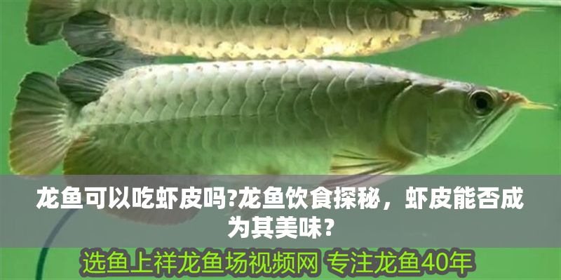 龍魚(yú)可以吃蝦皮嗎?龍魚(yú)飲食探秘，蝦皮能否成為其美味？