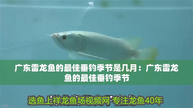 廣東雷龍魚的最佳垂釣季節是幾月：廣東雷龍魚的最佳垂釣季節