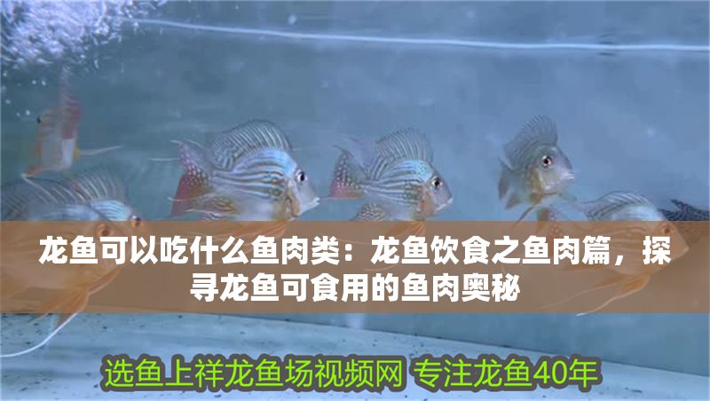 龍魚可以吃什么魚肉類：龍魚飲食之魚肉篇，探尋龍魚可食用的魚肉奧秘