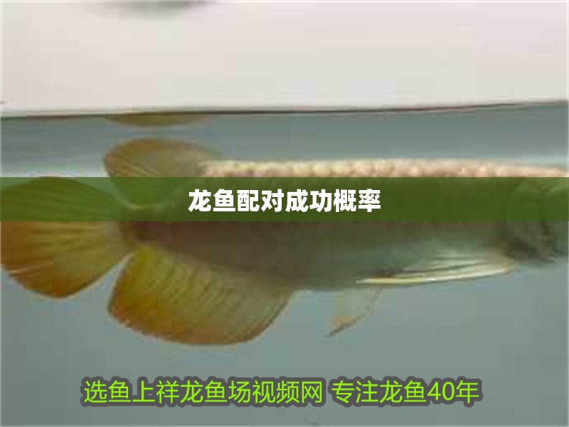 龍魚配對成功概率