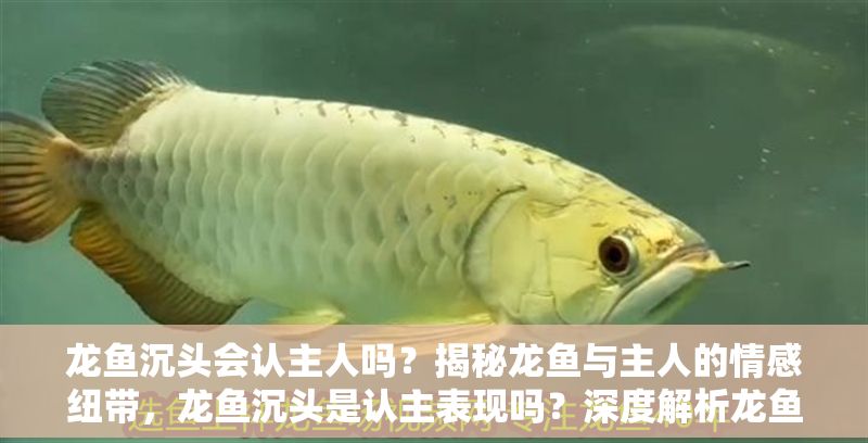 龍魚(yú)沉頭會(huì)認(rèn)主人嗎？揭秘龍魚(yú)與主人的情感紐帶，龍魚(yú)沉頭是認(rèn)主表現(xiàn)嗎？深度解析龍魚(yú)行為與情感互動(dòng)