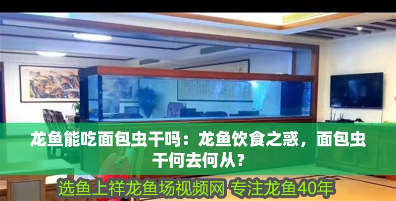 龍魚能吃面包蟲干嗎：龍魚飲食之惑，面包蟲干何去何從？