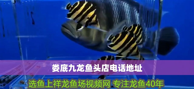 婁底九龍魚頭店電話地址 婁底九龍魚頭店電話地址 龍魚百科