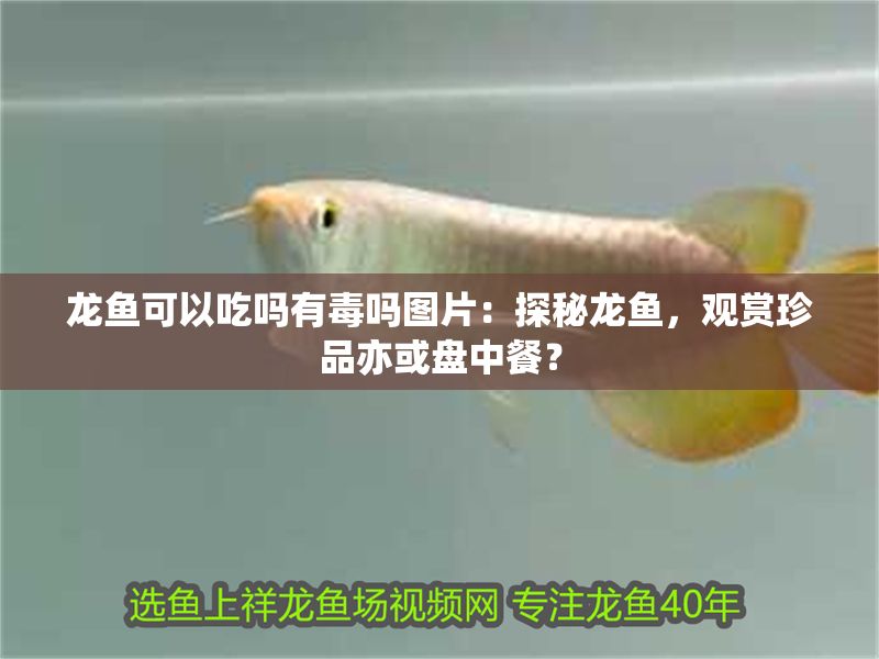 龍魚可以吃嗎有毒嗎圖片：探秘龍魚，觀賞珍品亦或盤中餐？