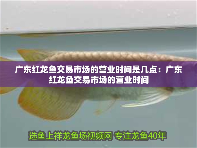 廣東紅龍魚交易市場的營業時間是幾點：廣東紅龍魚交易市場的營業時間