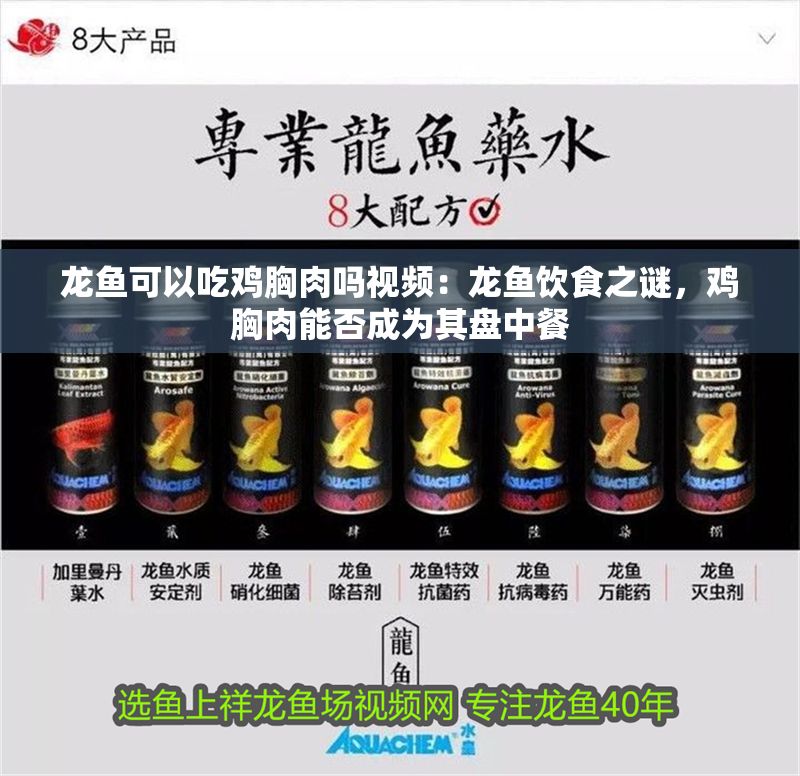 龍魚可以吃雞胸肉嗎視頻：龍魚飲食之謎，雞胸肉能否成為其盤中餐