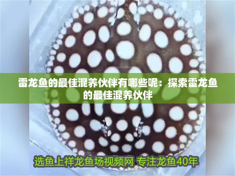 雷龍魚(yú)的最佳混養(yǎng)伙伴有哪些呢：探索雷龍魚(yú)的最佳混養(yǎng)伙伴