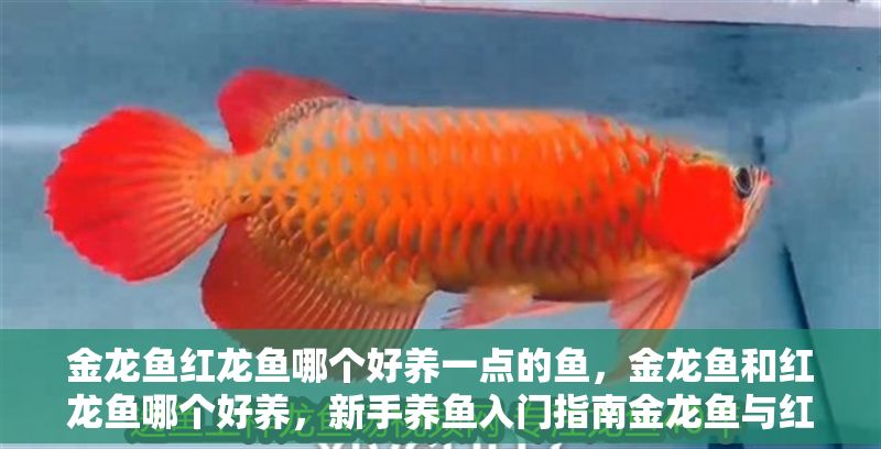 金龍魚紅龍魚哪個好養一點的魚，金龍魚和紅龍魚哪個好養，新手養魚入門指南金龍魚與紅龍魚價格對比