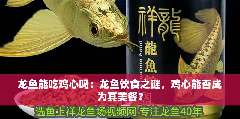 龍魚能吃雞心嗎：龍魚飲食之謎，雞心能否成為其美餐？