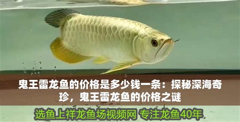 鬼王雷龍魚(yú)的價(jià)格是多少錢(qián)一條：探秘深海奇珍，鬼王雷龍魚(yú)的價(jià)格之謎