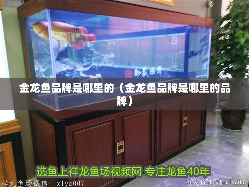 新入缸龍魚不吃東西會(huì)死嗎為什么：新入缸的龍魚不吃東西會(huì)死嗎