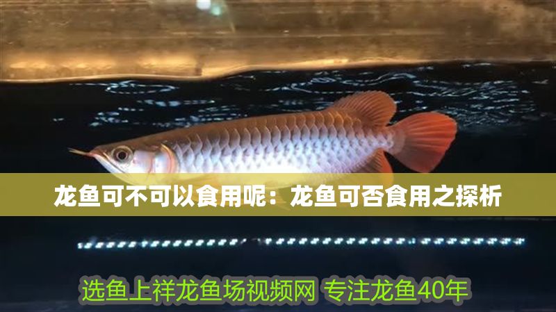龍魚可不可以食用呢：龍魚可否食用之探析
